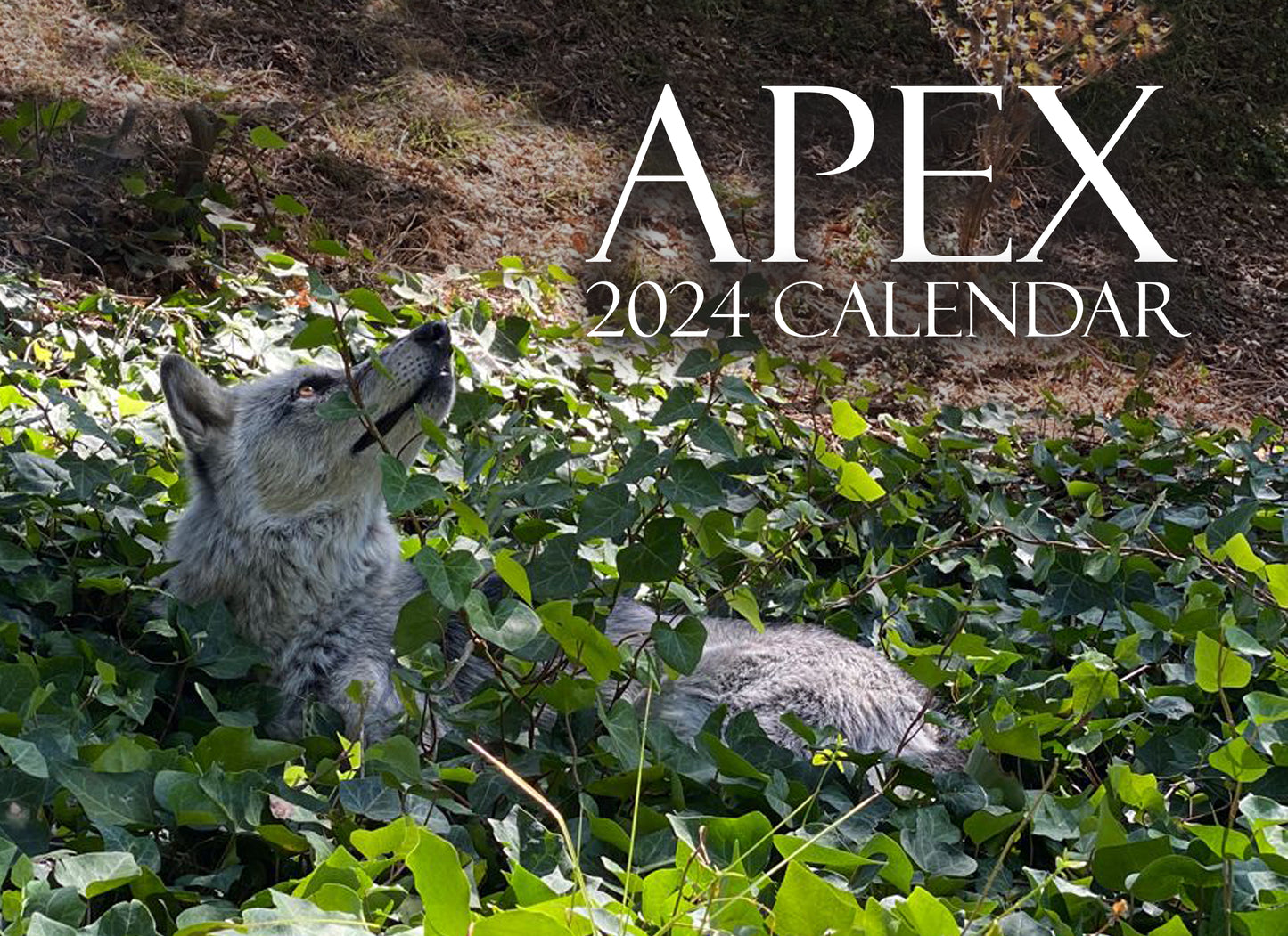 2024 Apex Calendar